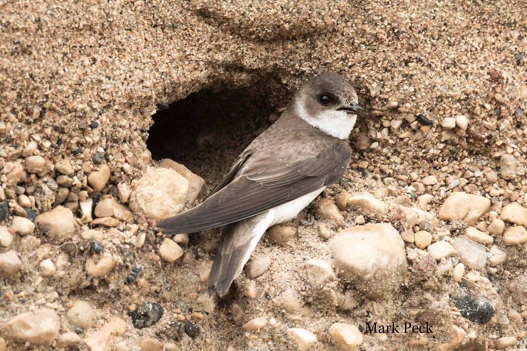 Bank Swallow Riparia riparia by Mark Peck Bird Photography is licensed under CC BY-NC-SA 2.0